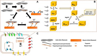 Altered contractility in mutation-specific hypertrophic cardiomyopathy: A mechano-energetic in silico study with pharmacological insights